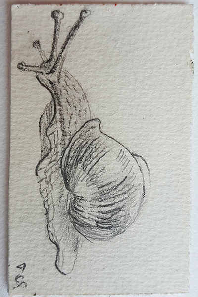 Zeichnungen von Turid Schuszter