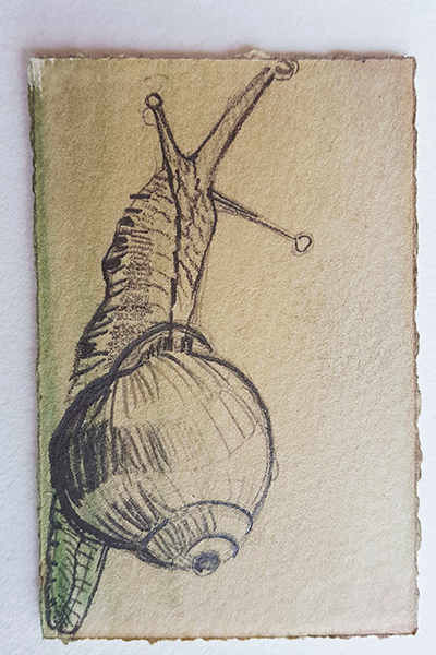 Zeichnung von Turid Schuszter