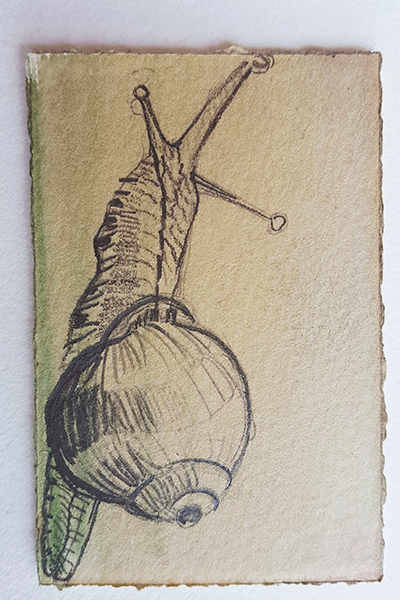 Zeichnung von Turid Schuszter